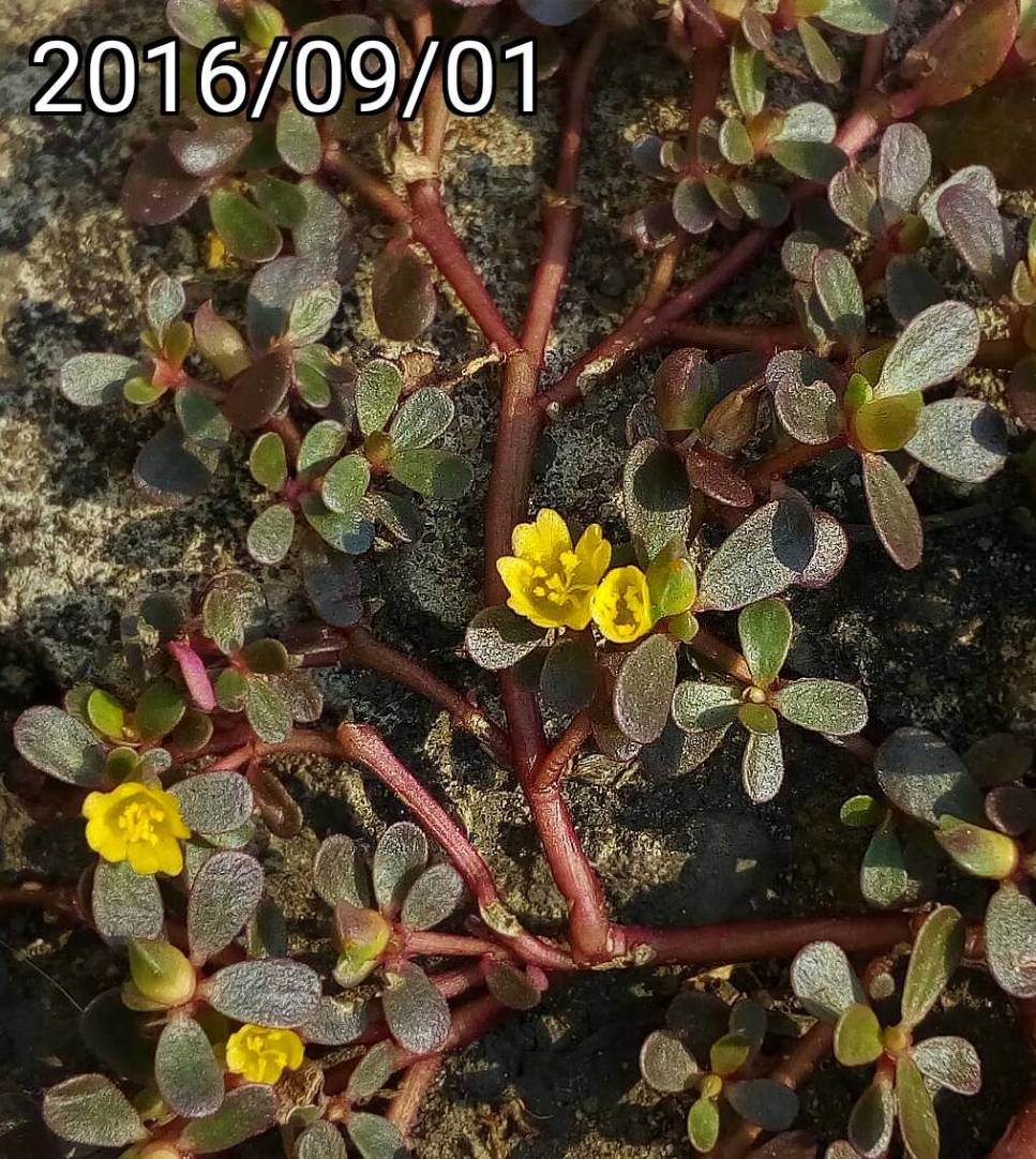 野生黃色 馬齒莧、豬母草  wild yellow Portulaca oleracea 英文名稱：common purslane, verdolaga, pigweed, little hogweed,  pursley, and moss rose